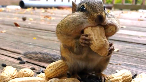 Pour grignoter, préférez les crudités aux cacahuètes !